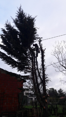 Abattage avec rétention de branches dans la région de Tournefeuille Abattage avec rétention de branches dans la région de Tournefeuille