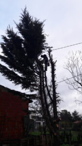 Abattage avec rétention de branches dans la région de Tournefeuille