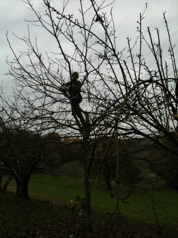 taille douce arbres